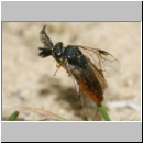 Gilpinia virens - Blattwespe m01d 11mm.jpg